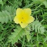 Tribulus zeyheri flower picture by susan brown (cc-by-sa)