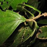 Miconia diaphanea leaf picture by Jean-François Molino (cc-by-sa)