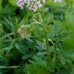 Chaerophyllum hirsutum habit picture by Manuëlle (cc-by-sa)