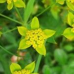 Bupleurum ranunculoides flower picture by florence molinari (cc-by-sa)