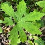 Petasites frigidus leaf picture by Rochelle Fjeldstrom (cc-by-sa)