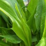 Solidago speciosa leaf picture by Michael Goldthwaite (cc-by-sa)