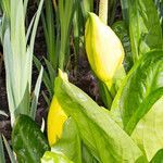 Lysichiton americanus habit picture by Martin Bishop (cc-by-sa)