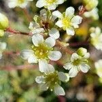 Saxifraga crustata flower picture by Jani Zadrgal (cc-by-sa)