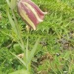 Fritillaria messanensis flower picture by gianni.posillipo (cc-by-sa)