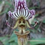 Paphiopedilum fairrieanum flower picture by phuentsho (cc-by-sa)