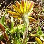 Scorzoneroides duboisii flower picture by Alain Bigou (cc-by-sa)