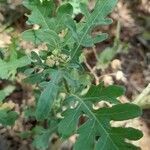 Parthenium hysterophorus leaf picture by Trap Hers (cc-by-sa)