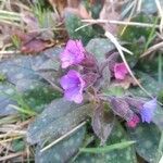 Pulmonaria affinis flower picture by Christian Verchere (cc-by-sa)