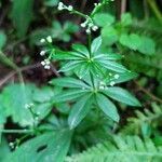 Galium odoratum habit picture by Jean-Francois Julien (cc-by-sa)