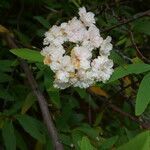 Ceanothus caeruleus flower picture by Nelson Zamora Villalobos (cc-by-nc)