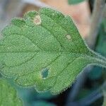 Scabiosa cinerea leaf picture by Yoan MARTIN (cc-by-sa)