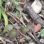 Epimedium alpinum habit picture by mistral 54 (cc-by-sa)