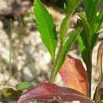 Lepidium virginicum leaf picture by Pietro Brignoli (cc-by-sa)