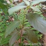 Alternanthera brasiliana leaf picture by odair luiz francisco (cc-by-sa)