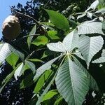 Aesculus pavia fruit picture by Herrera Juan (cc-by-sa)