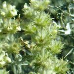 Sideritis fruticulosa flower picture by francois tissot (cc-by-sa)