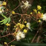 Albizia carbonaria habit picture by Nelson Zamora Villalobos (cc-by-nc)