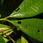 Pimenta guatemalensis leaf picture by Nelson Zamora Villalobos (cc-by-nc)