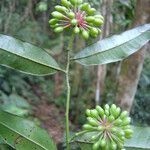 Guatteria australis fruit picture by Renato Lima (cc-by-nc-sa)