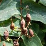 Hypericum canariense fruit picture by lopezlacasa (cc-by-sa)