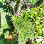 Urtica dioica habit picture by Waldemar Zeja (cc-by-sa)