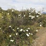 Cistus ladanifer habit picture by Prieta Javier (cc-by-sa)