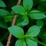 Galium rotundifolium leaf picture by Pierre LEON (cc-by-sa)