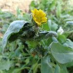 Calendula arvensis flower picture by antonio_104 (cc-by-sa)