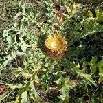 Carlina acanthifolia habit picture by Alain Lagrave (cc-by-sa)