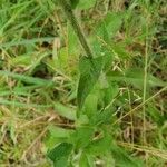 Hieracium umbellatum leaf picture by Pl@ntNet (cc-by-sa)