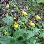 Cypripedium calceolus flower picture by michel avit (cc-by-sa)