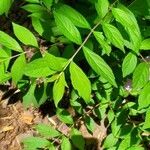 Callicarpa dichotoma leaf picture by Michelle Overington (cc-by-sa)