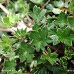 Geranium sibbaldioides leaf picture by Mariette Laumond (cc-by-sa)