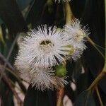 Eucalyptus pauciflora flower picture by Stéphane Guillou (cc-by-sa)