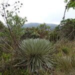 Espeletia argentea habit picture by Fabien Anthelme (cc-by-sa)