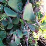 Cotyledon orbiculata leaf picture by Maarten Vanhove (cc-by-sa)