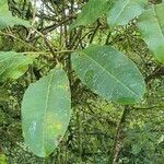 Ficus tonduzii leaf picture by Sisfontes Pablo (cc-by-sa)