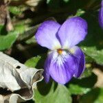 Viola hirta flower picture by francois tissot (cc-by-sa)