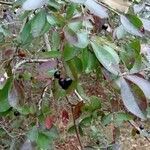 Vaccinium arboreum fruit picture by Eli Small (cc-by-sa)