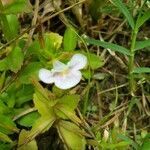 Lindernia dubia flower picture by Debraj Chakraborty (cc-by-sa)