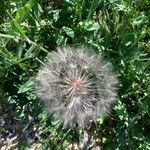 Tragopogon dubius fruit picture by Patrick Carteret (cc-by-sa)