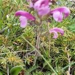 Pedicularis gyroflexa habit picture by Eric Rebsamen (cc-by-sa)