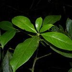 Hedyosmum bonplandianum leaf picture by Nelson Zamora Villalobos (cc-by-nc)