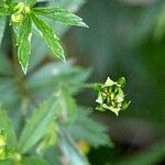 Potentilla erecta fruit picture by Petr Harant (cc-by-sa)