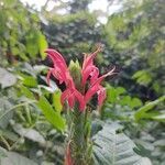 Pachystachys coccinea flower picture by Florian Jeanne (cc-by-sa)