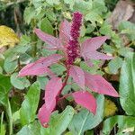 Amaranthus caudatus habit picture by francois tissot (cc-by-sa)