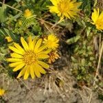 Grindelia integrifolia flower picture by Mike Somday (cc-by-sa)