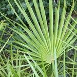 Chamaerops humilis leaf picture by Catherine Fantaisie (cc-by-sa)