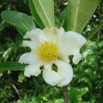 Gordonia fruticosa flower picture by Renato Lima (cc-by-nc-sa)